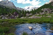 Al Rif. Ponti (2559 m), il rifugio del Disgrazia, dalla Valle di Preda Rossa il 23 giugno 2015 - FOTOGALLERY